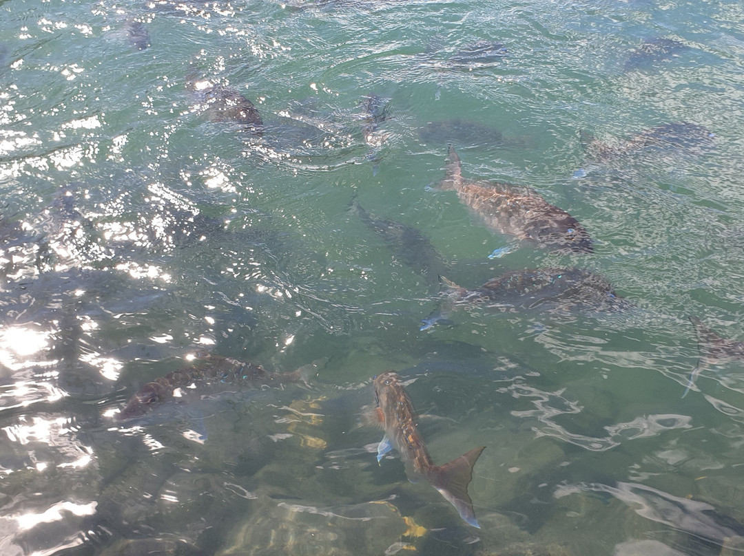 Gulf Harbour Marina-旺阿帕劳阿必去景点