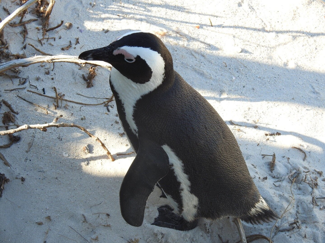 Seaforth Beach-西门镇必去景点