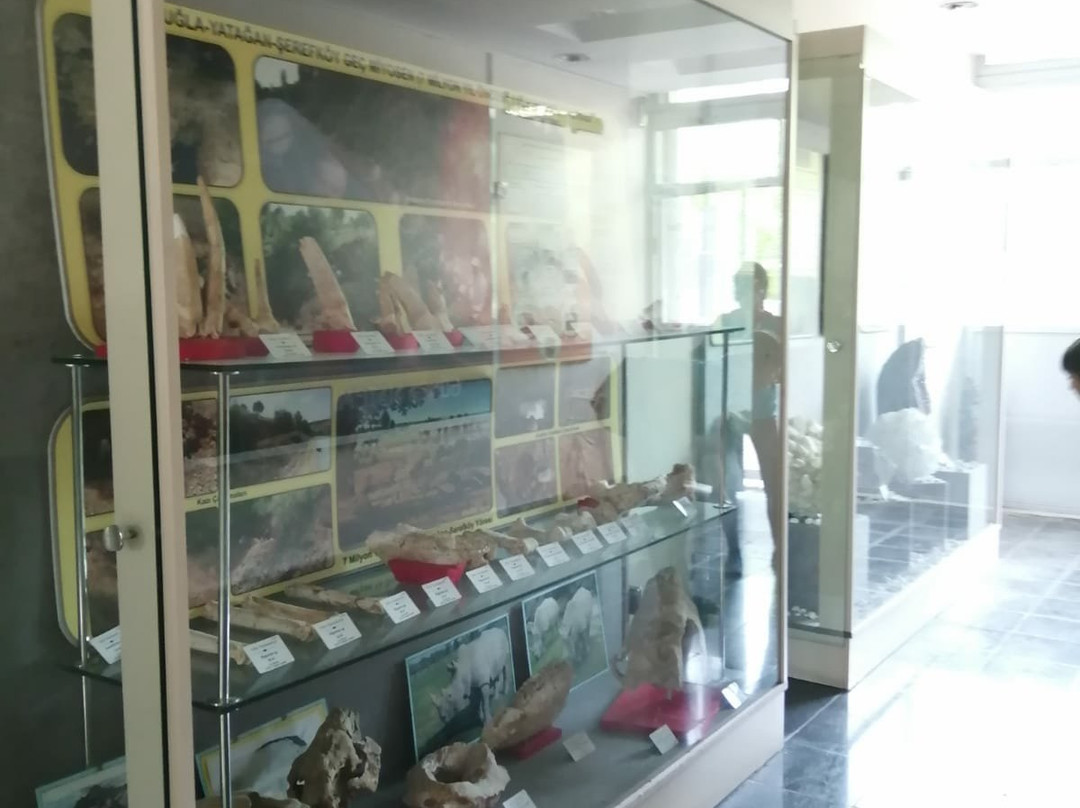Natural History Museum景点图片