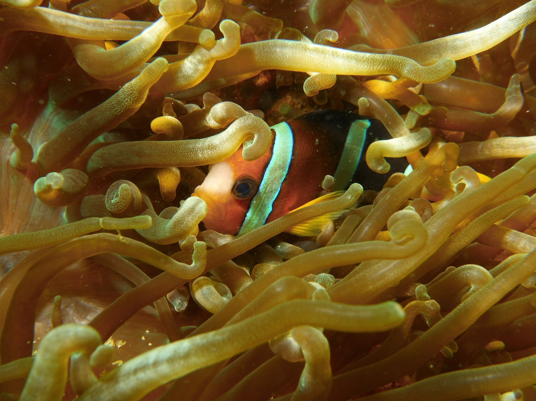 Frontier Scuba-葡多咖蕾拉必去景点