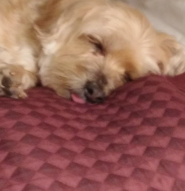 Ruidoso Mountain Inn主图