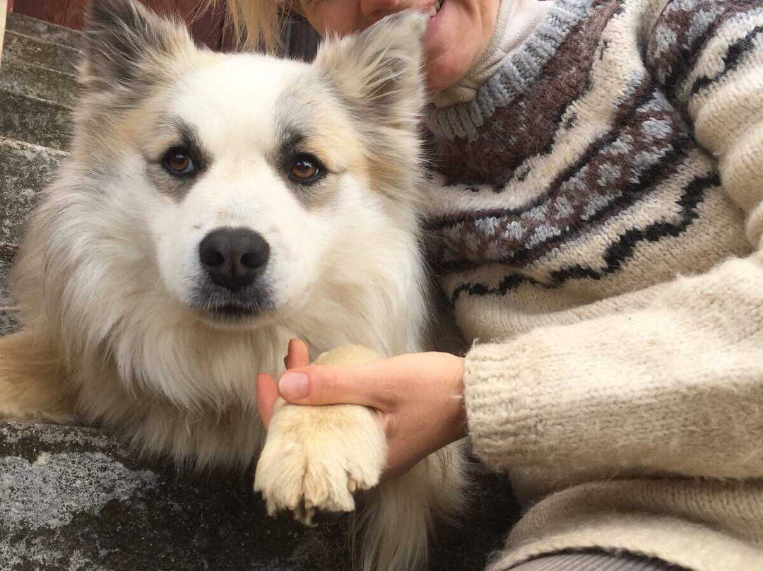 Steinsholt Guesthouse And Riding Tours主图