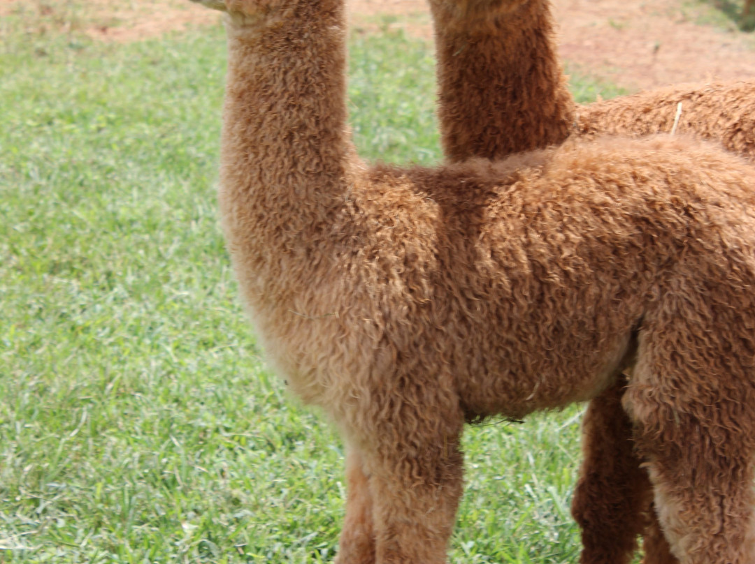 Alpacas of Smith Mountain Lake Farm景点图片