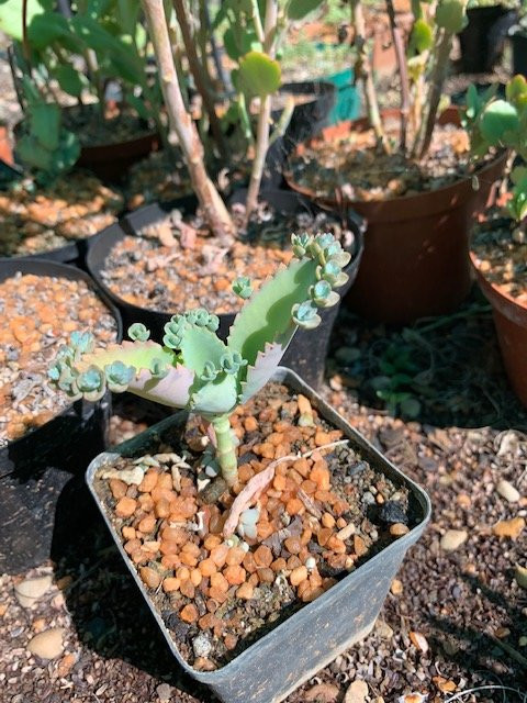 Obesa Cacti Nursery-格拉夫-里内特必去景点