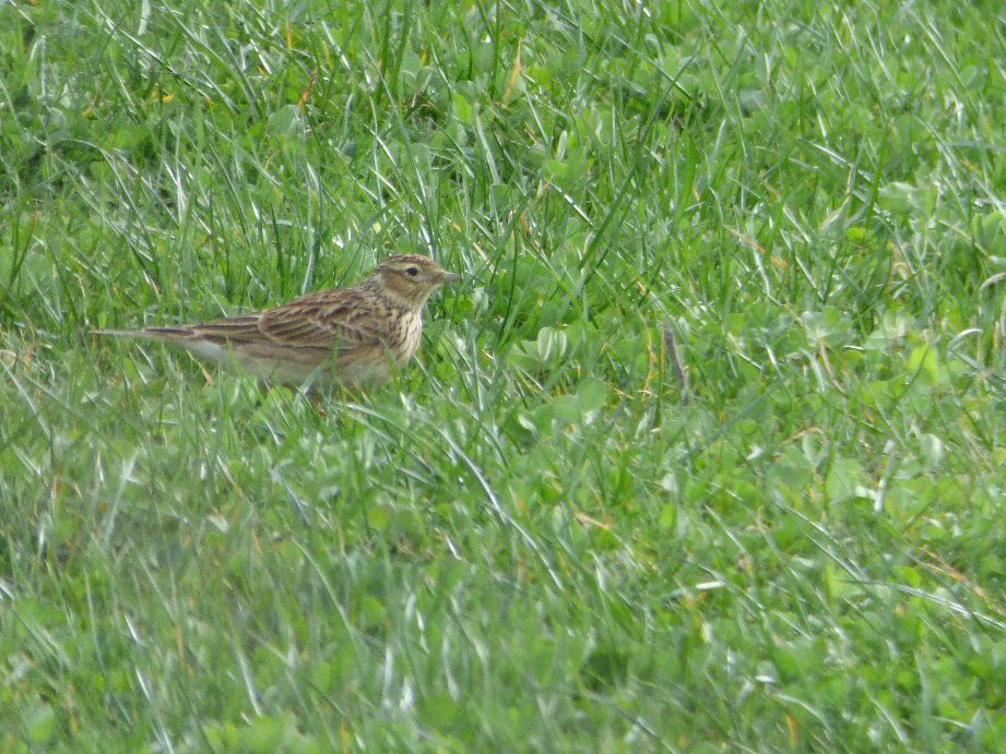 RSPB Isley Marsh-巴恩斯特珀尔必去景点