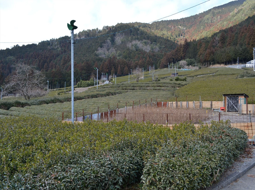 Gifu o Machu Picchu Tengu no Chabatake-揖斐川町必去景点