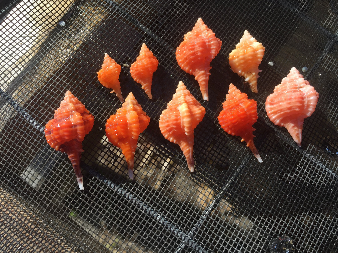 Marco Island Boat Tours-Goodland必去景点