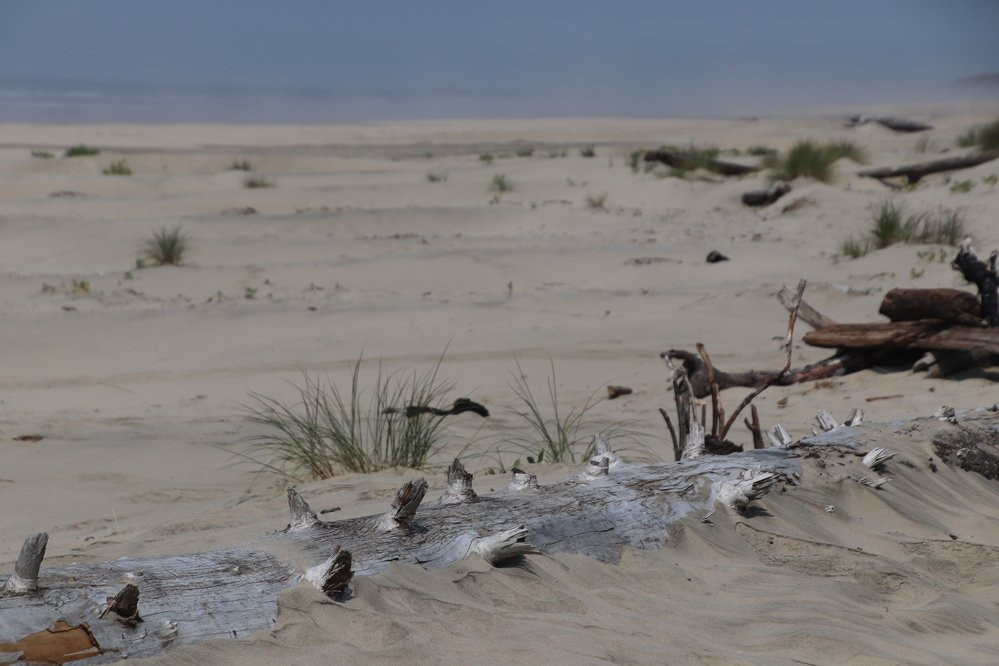 Driftwood Beach State Recreation Site-Seal Rock必去景点