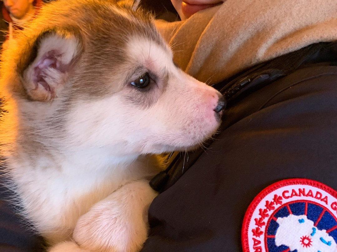 YoopAK Kennel and Tours-Nenana必去景点