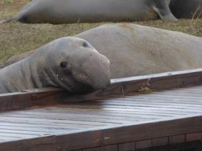 Ano Nuevo Elephant Seal Tours-佩斯卡德罗必去景点
