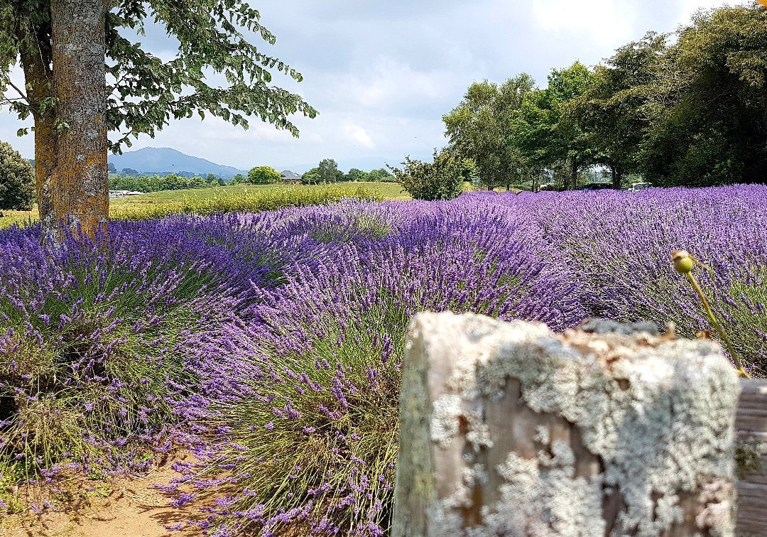 Alphra Lavenders景点图片