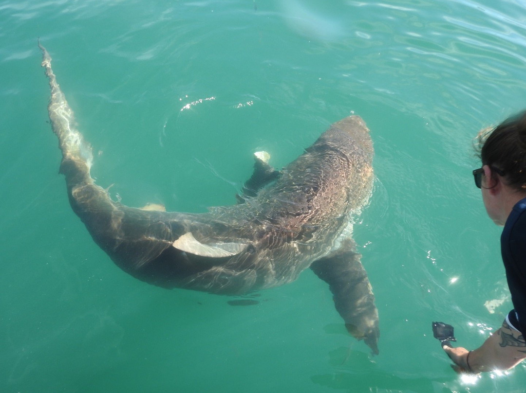 Chas'n Tail Charters-怀系奇岛必去景点