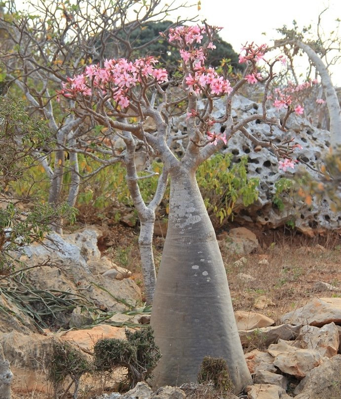 Socotra Adventure景点图片