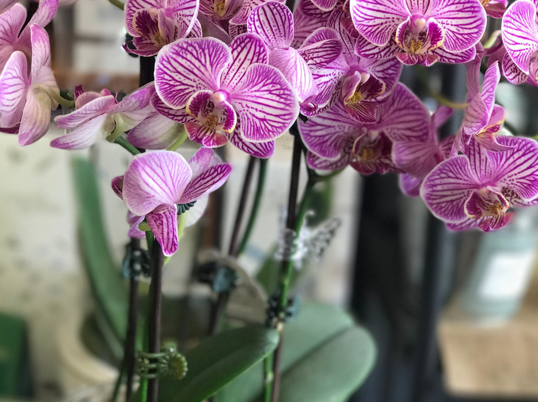 Botanica Romantica-Harden-Murrumburrah必去景点