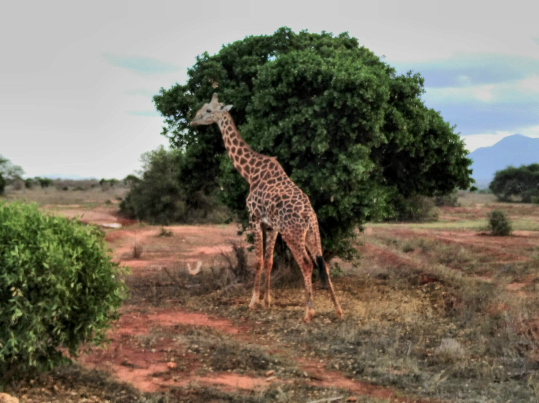 Papa Musili Safaris景点图片