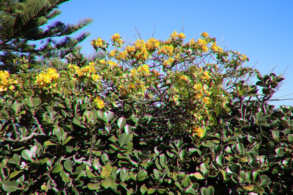 Moronga Park-卧龙岗市必去景点