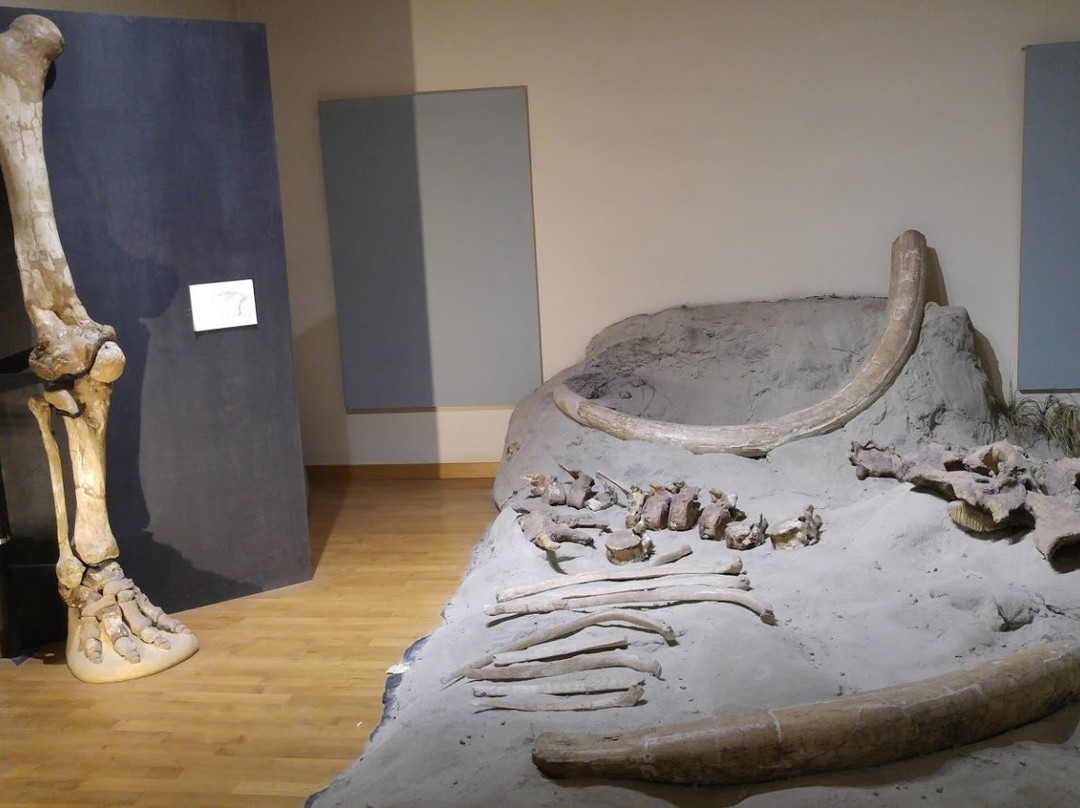 Museo di Storia Naturale e Archeologia景点图片