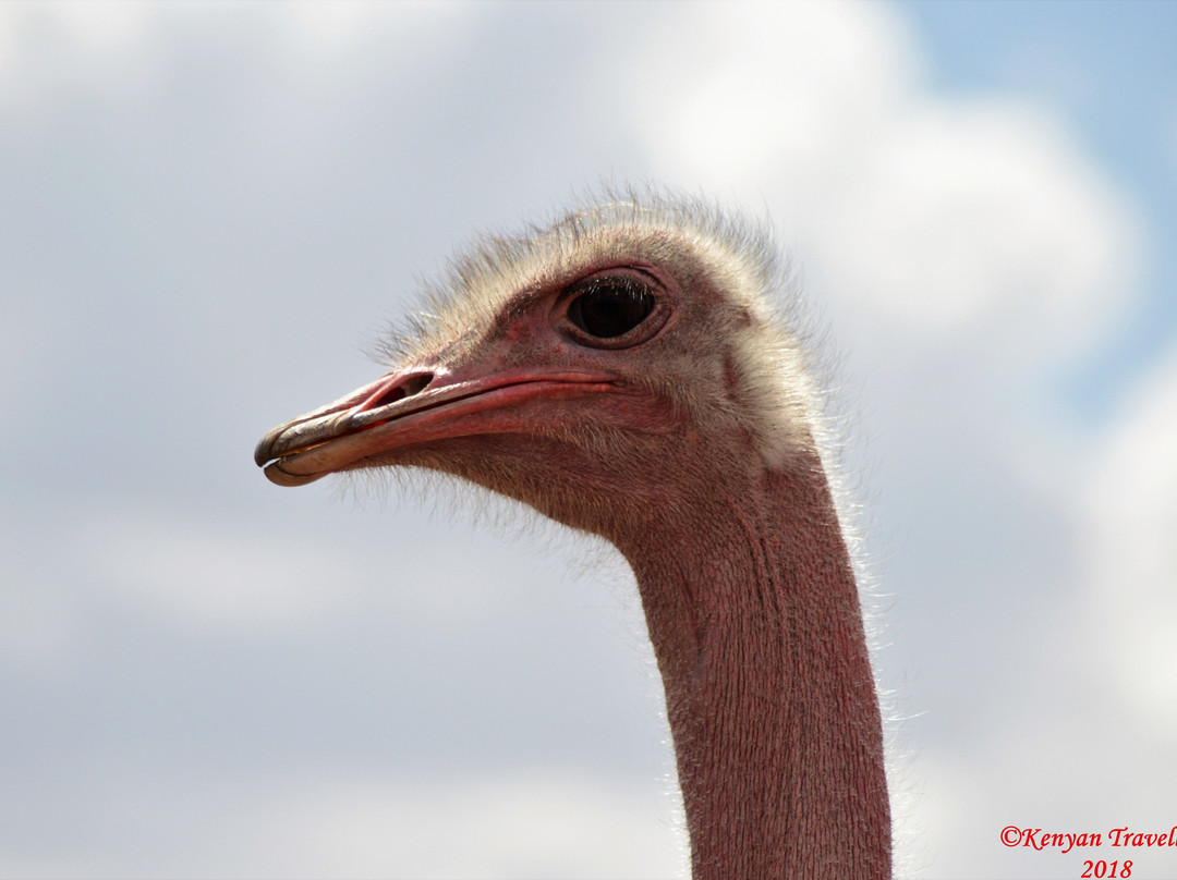 Massai Ostrich Resort & Farm-Kajiado必去景点