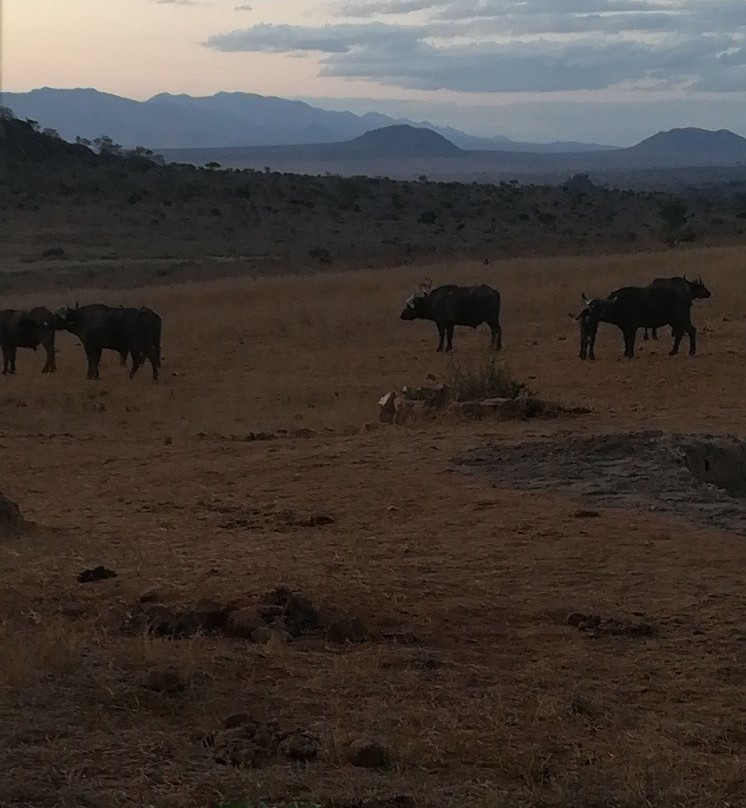 Ngulia Safari Lodge主图