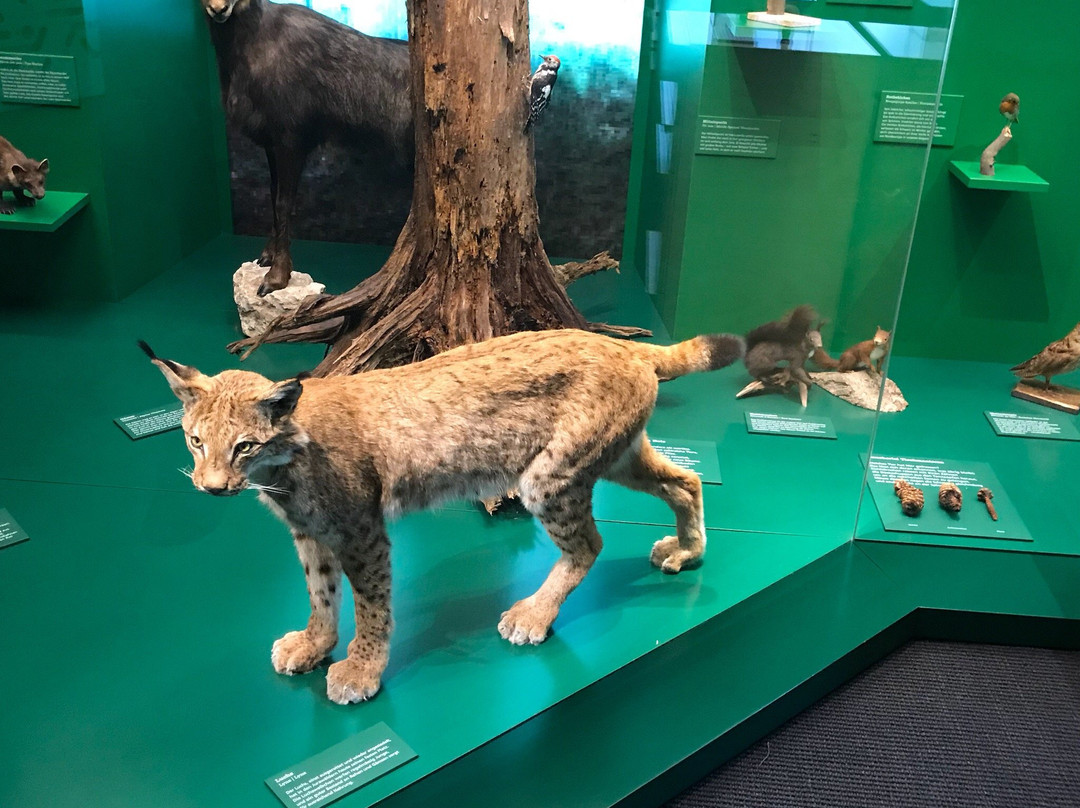 Naturmuseum Solothurn-Soleure必去景点