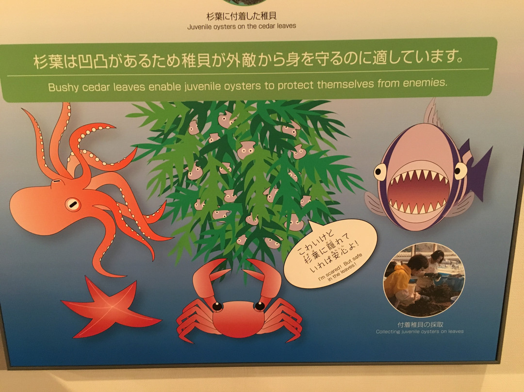 Iseshima Pearl Museum-鸟羽市必去景点