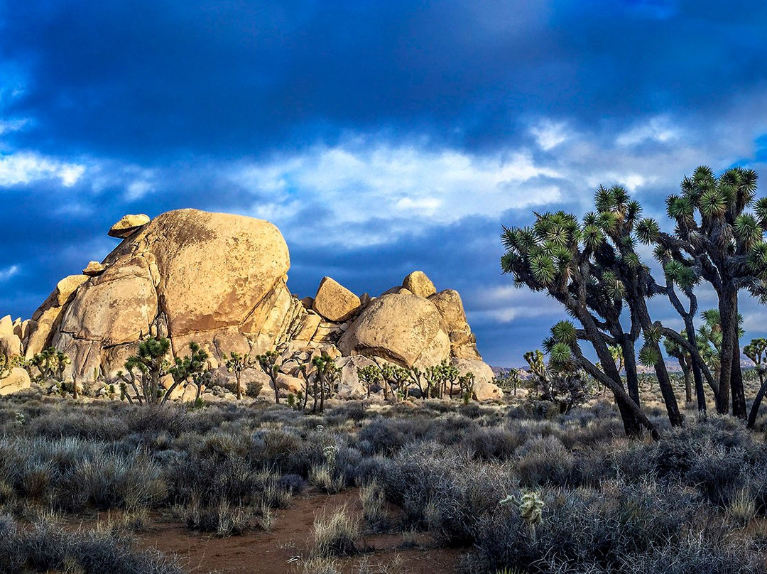 Joshua Tree Workshops-约书亚树国家公园必去景点