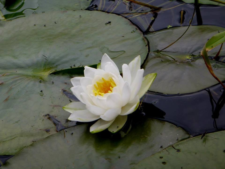 Kayak Kayak-荷兰村必去景点