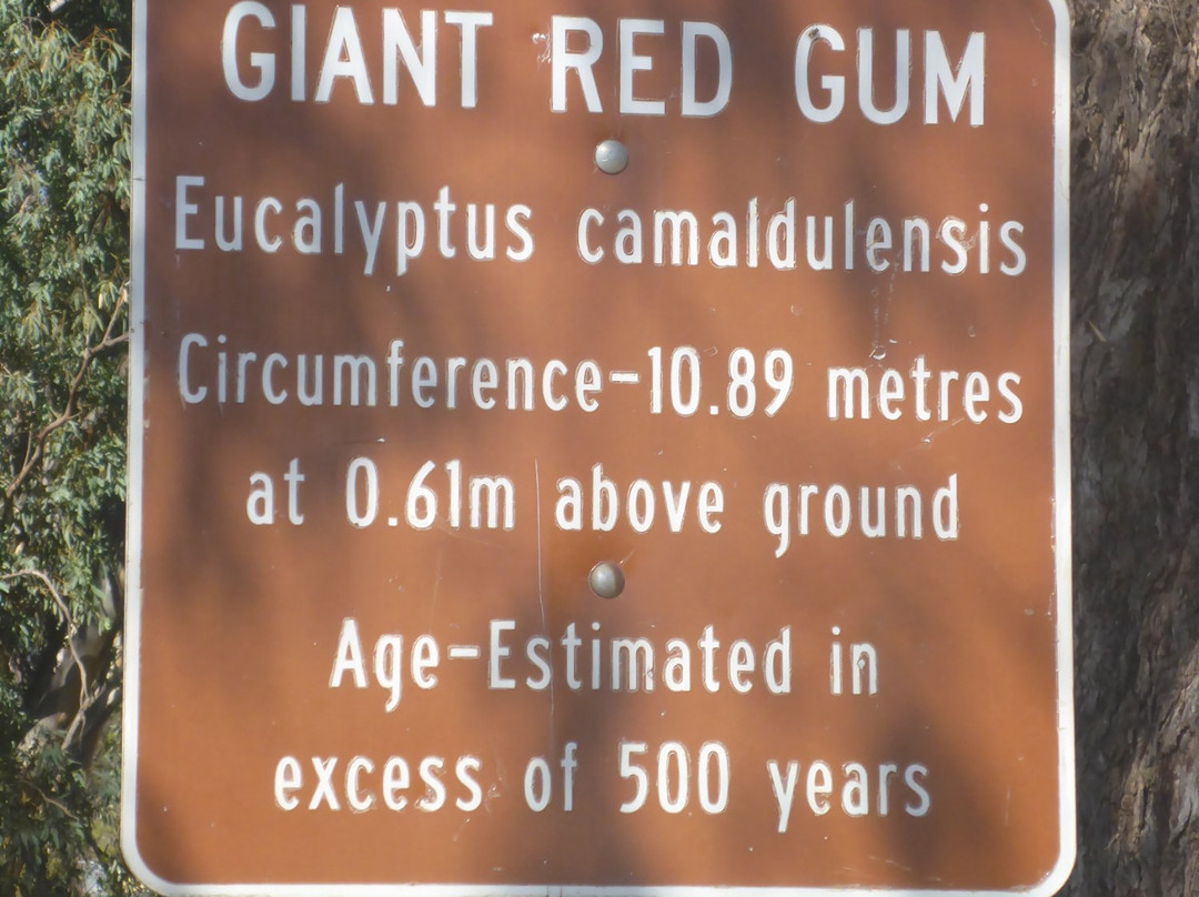 Giant Red Gum Tree景点图片