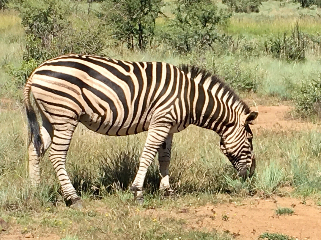 Bhubeza Safaris-匹兰斯堡国家公园必去景点