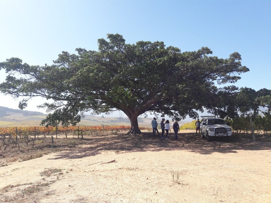 De Waal Wines-斯泰伦博斯必去景点