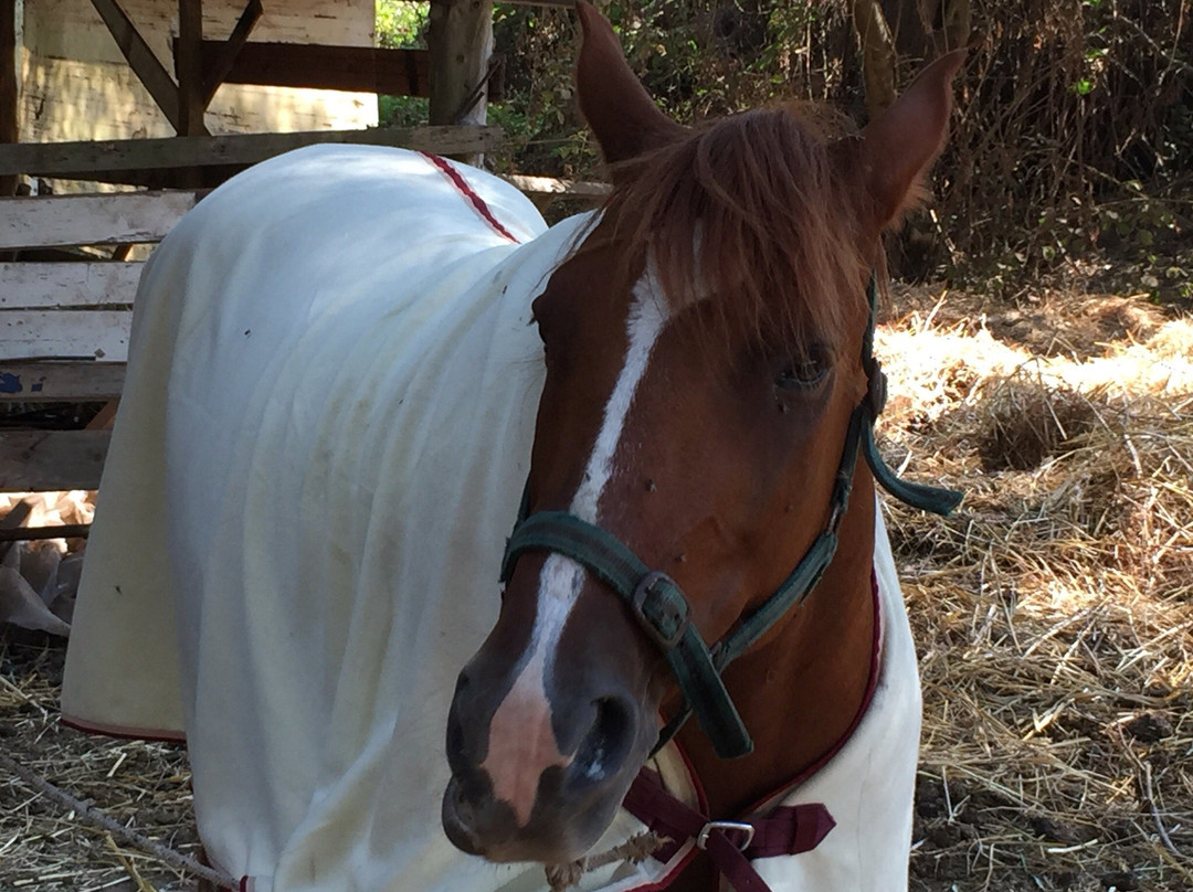 Corfu Riding Centre (Dimitris)ISSOS-Avlaki必去景点
