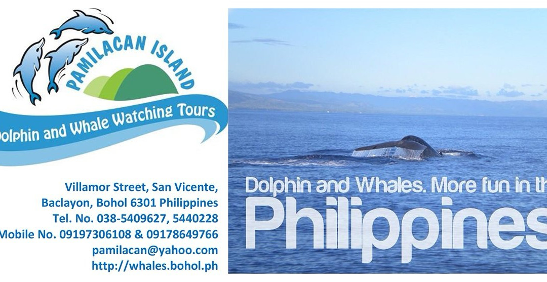 Pamilacan Island Dolphin and Whale Watching Tours景点图片