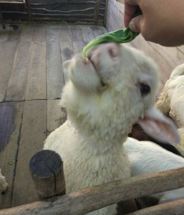 KidZoo PVJ-万隆必去景点