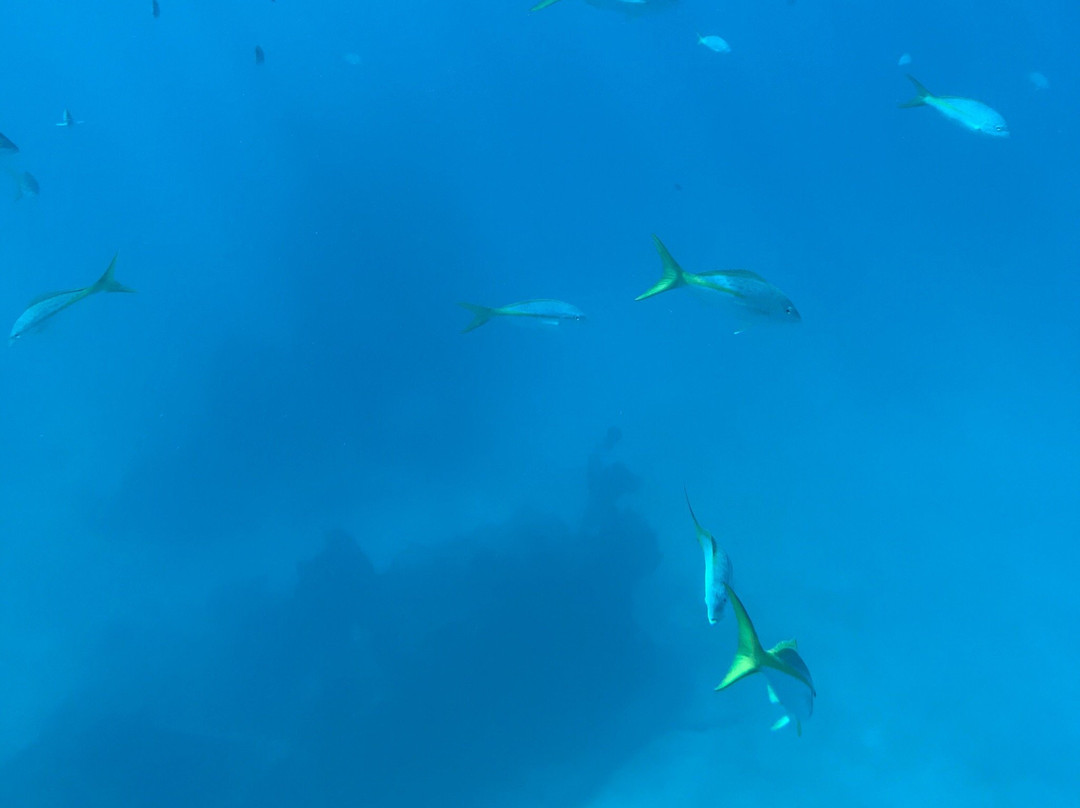 Yellow Submarine Tours-居斯塔维亚必去景点