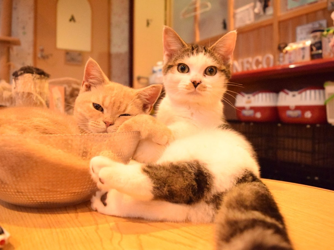 Cat Cafe Neko with fortune telling-别府市必去景点