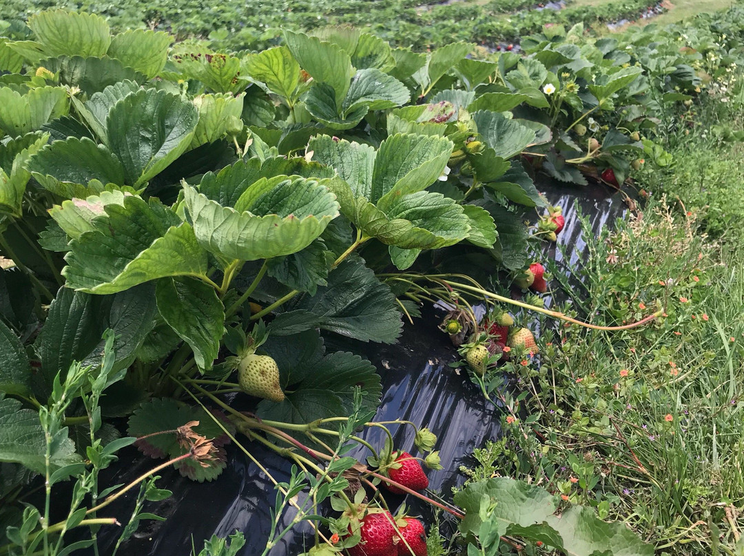 Berry World-廷布恩必去景点