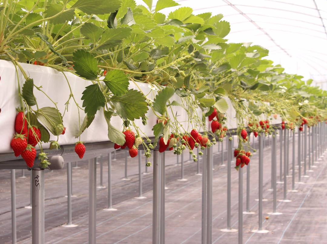 GrandBerry-八尾市必去景点