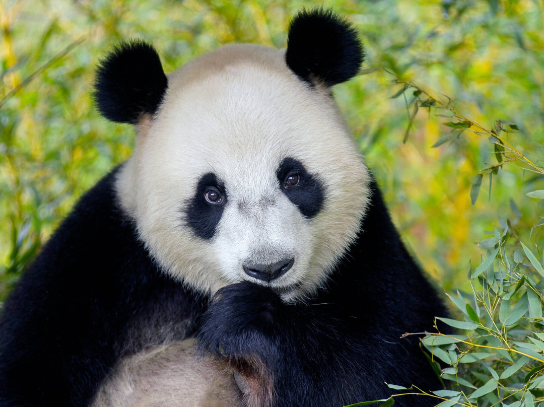 Ouwehands Zoo Rhenen-Rhenen必去景点