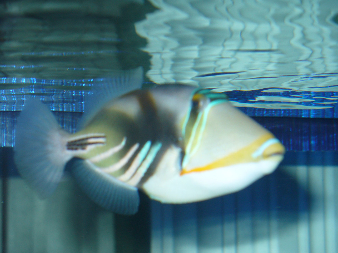 Oceanarium-Olginka必去景点