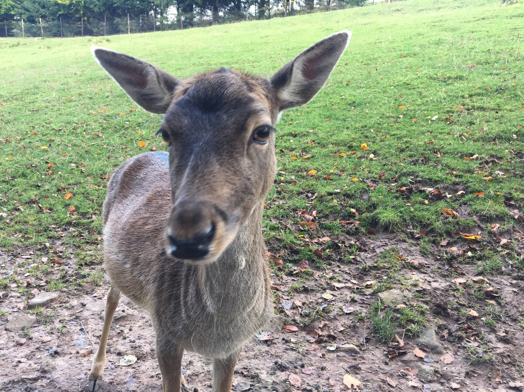 Wildpark Gersfeld-Gersfeld必去景点