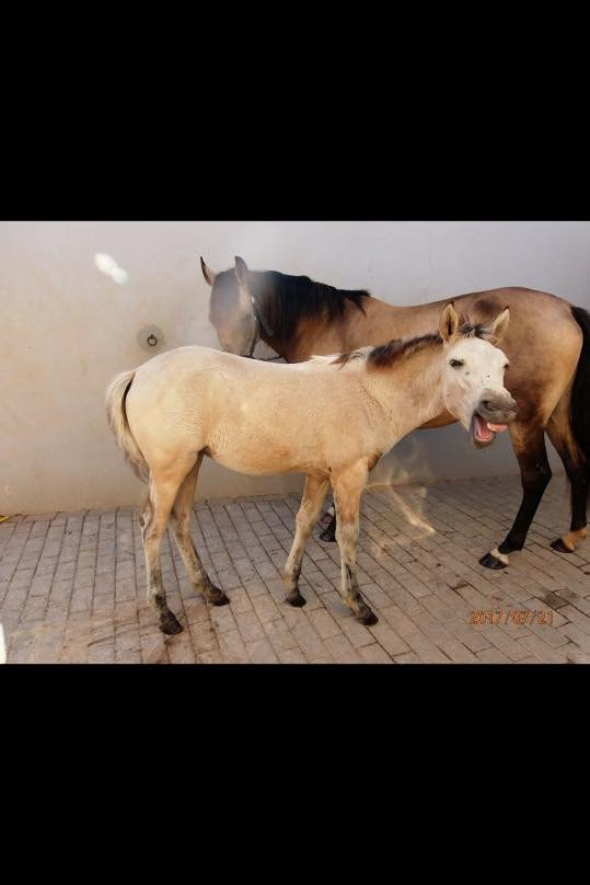 Tavira Horse Riding Quinta Beldade Stables-塔维拉必去景点
