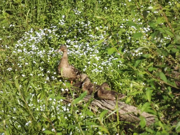 Wildwood Recreation Site-Welches必去景点