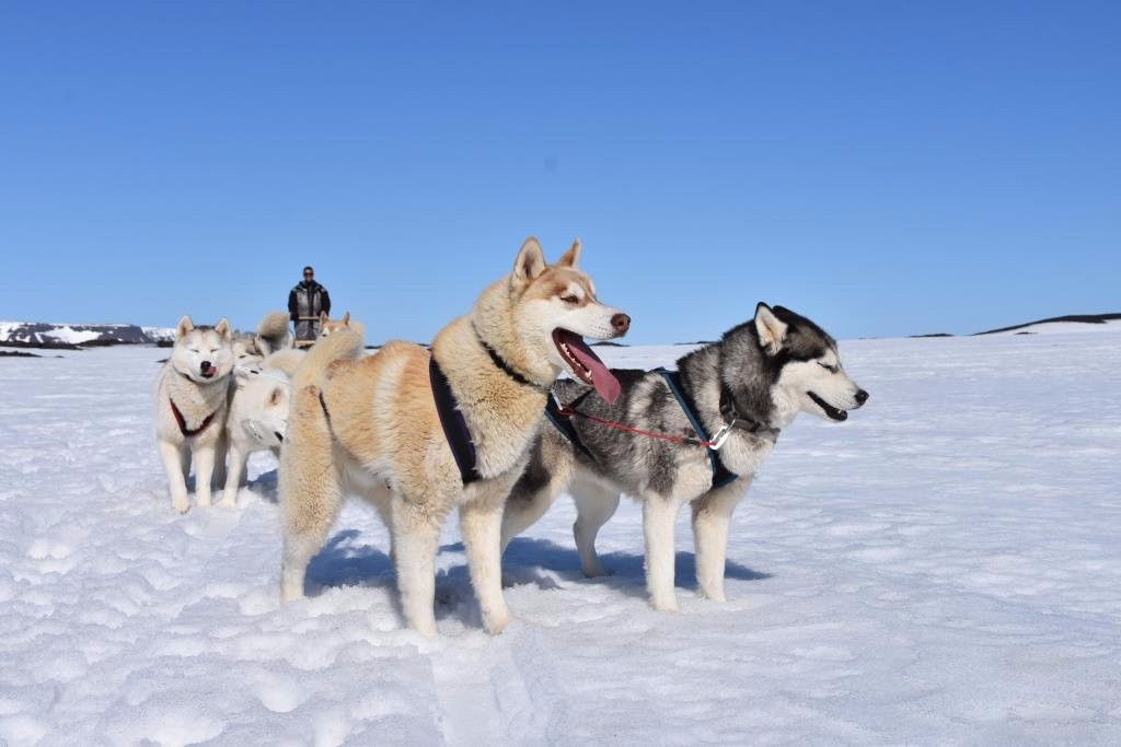 Snow Dogs-米湖必去景点