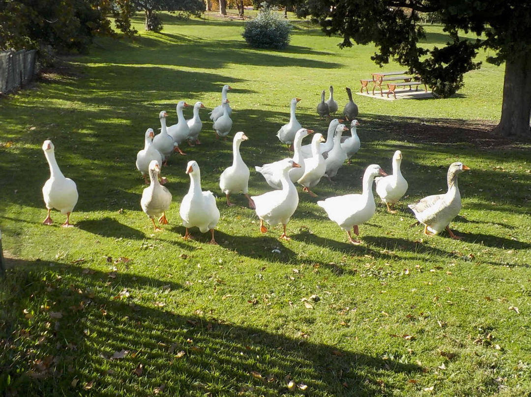 Walter J Smith Reserve