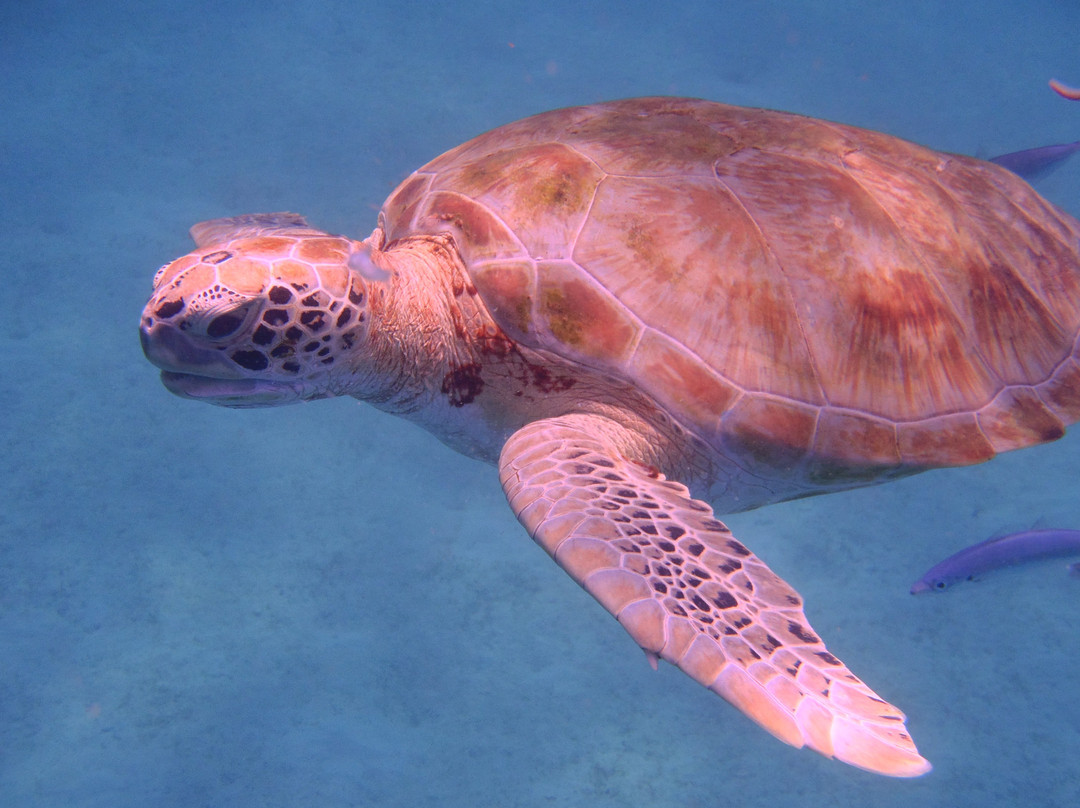 Super Cats-布里奇顿必去景点