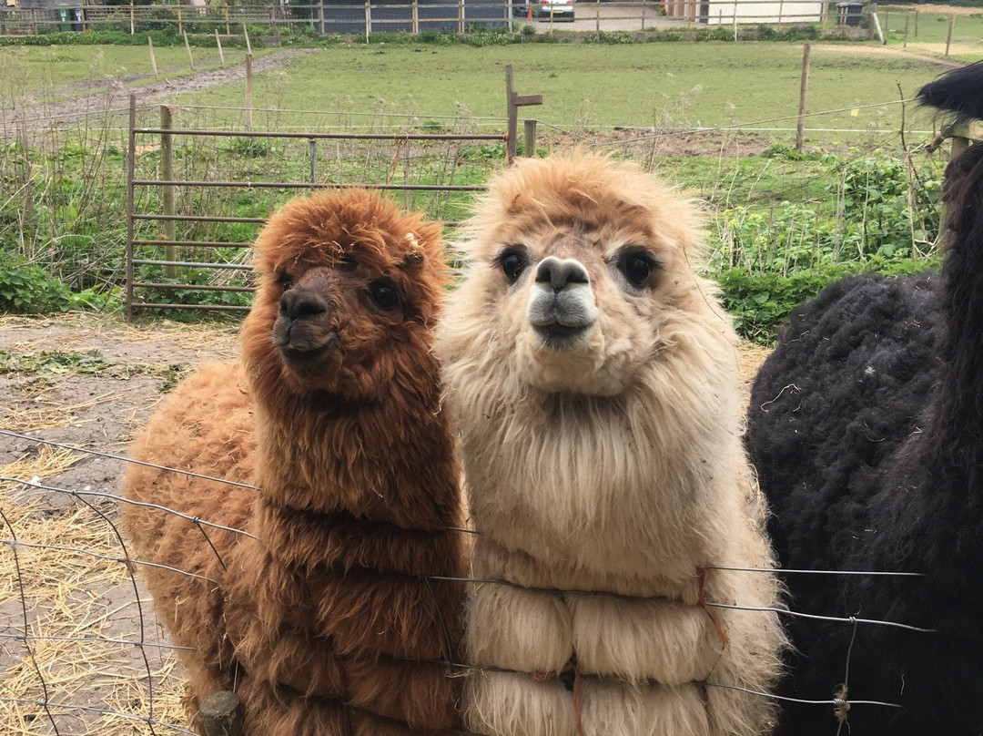 Alpaca Trekking-Wells-next-the-Sea必去景点