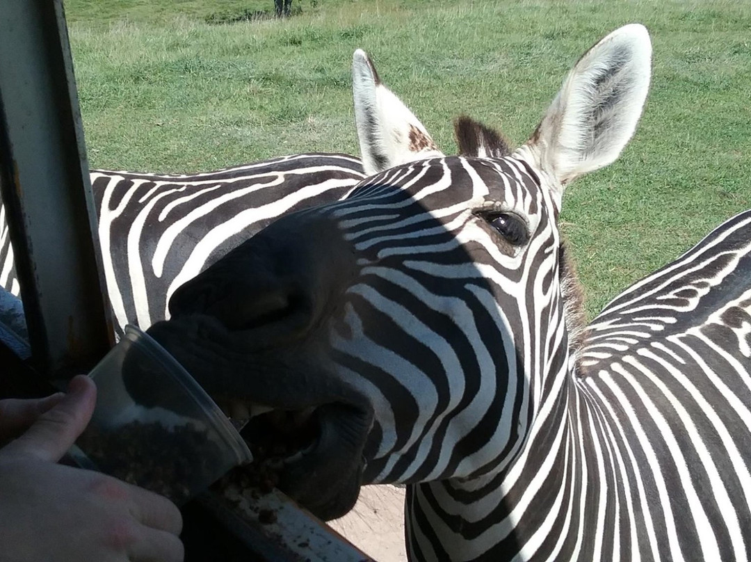 Wytheville There's Only One-Wytheville必去景点