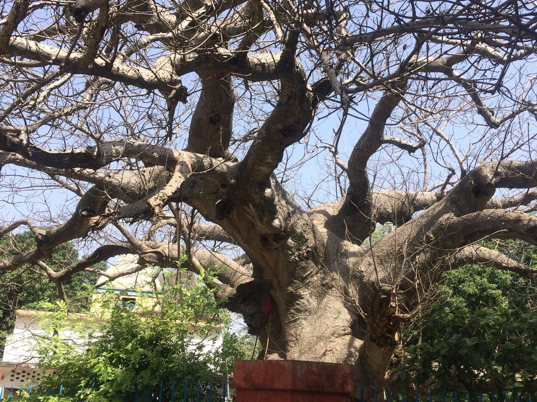Parijat Tree景点图片