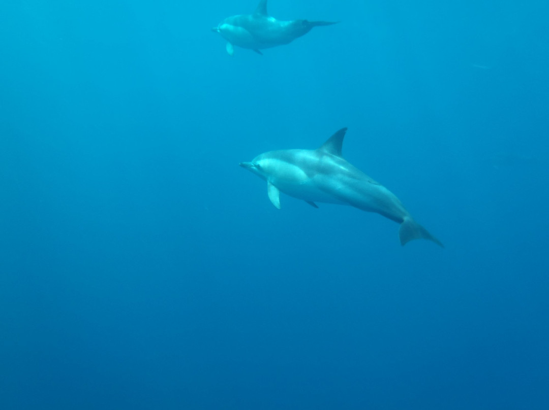 Orca Wild Adventures-陶兰加必去景点