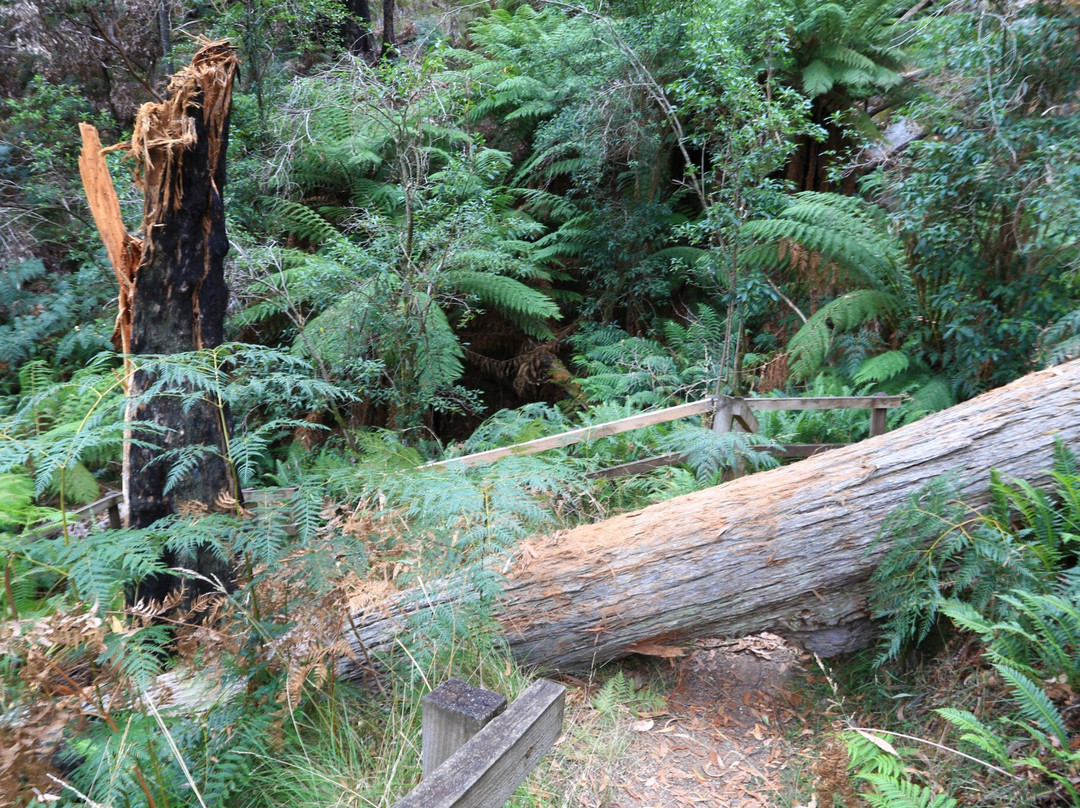 Mount Buangor State Park-维多利亚必去景点